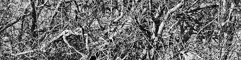 descondon-800x200-miscellaneous